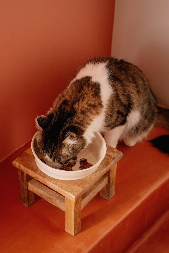 Gato Blau comiendo sobres de comida húmeda Purina Felix, feliz y saludable