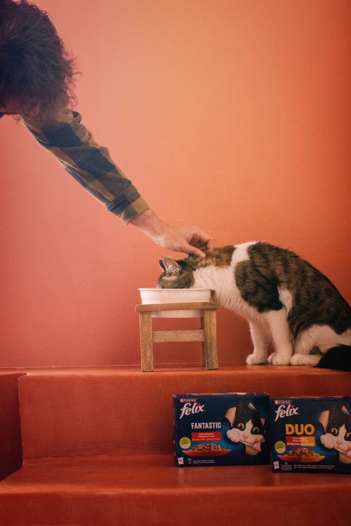 Gato Blau comiendo sobres de comida húmeda Purina Felix, feliz y saludable