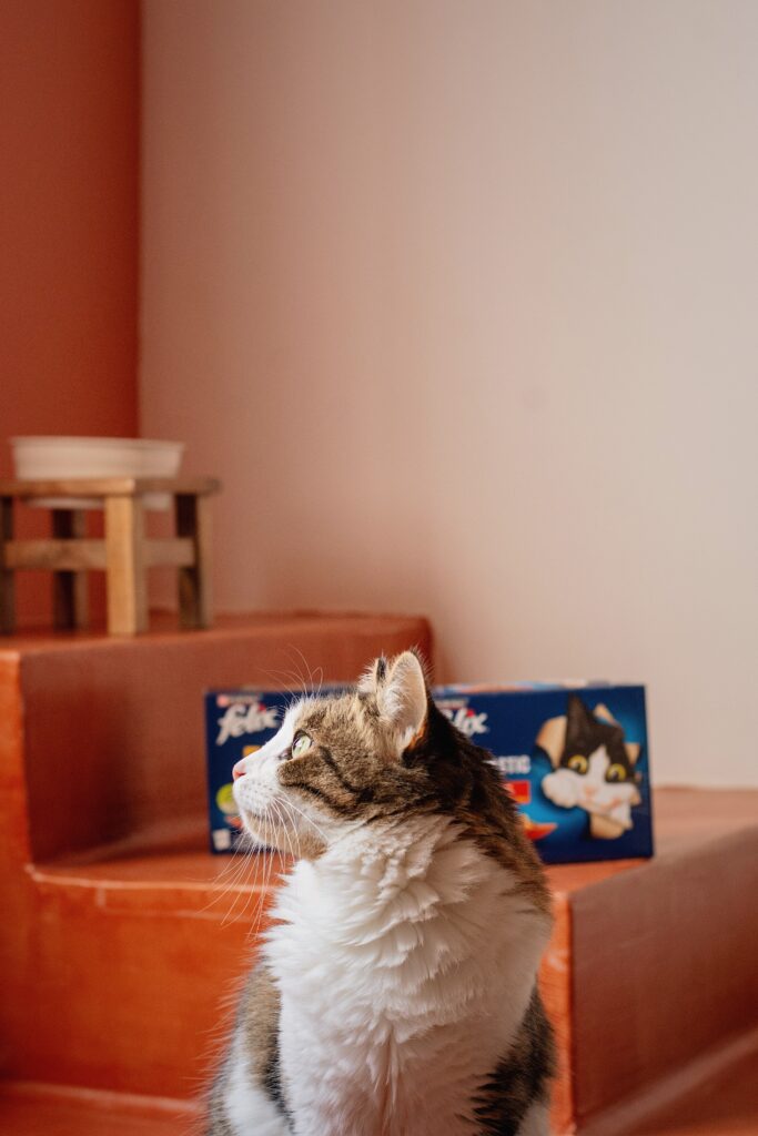Diferentes sabores y formatos de Purina Felix: sobres, patés y snacks para gatos