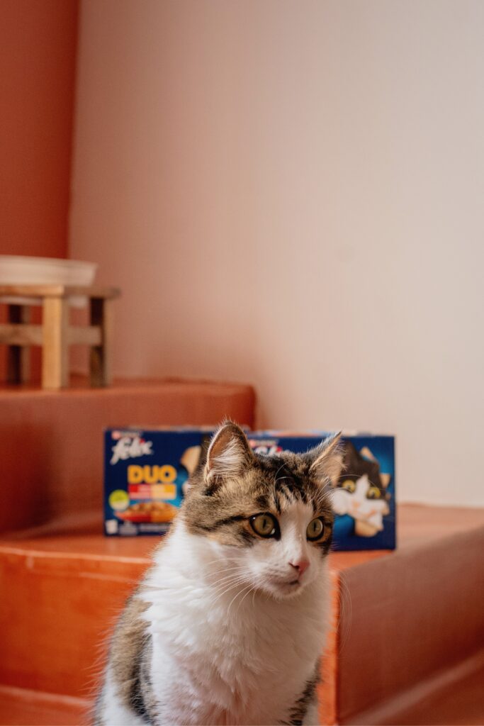 Diferentes sabores y formatos de Purina Felix: sobres, patés y snacks para gatos