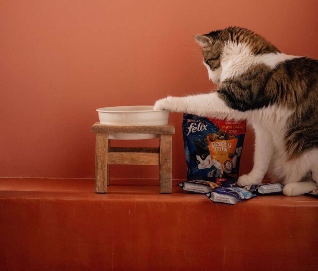 Gato Blau comiendo sobres de comida húmeda Purina Felix, feliz y saludable