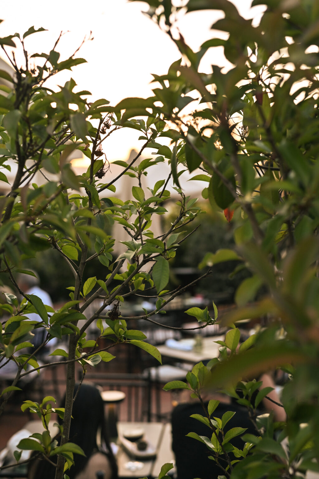 Interior Rooftop Garden El Palace Barcelona